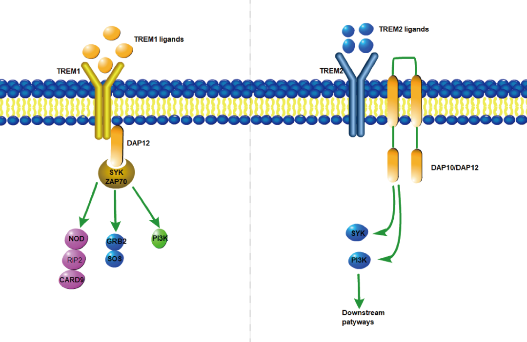 阿爾茨海默癥？癌癥？-靶點(diǎn)TREM