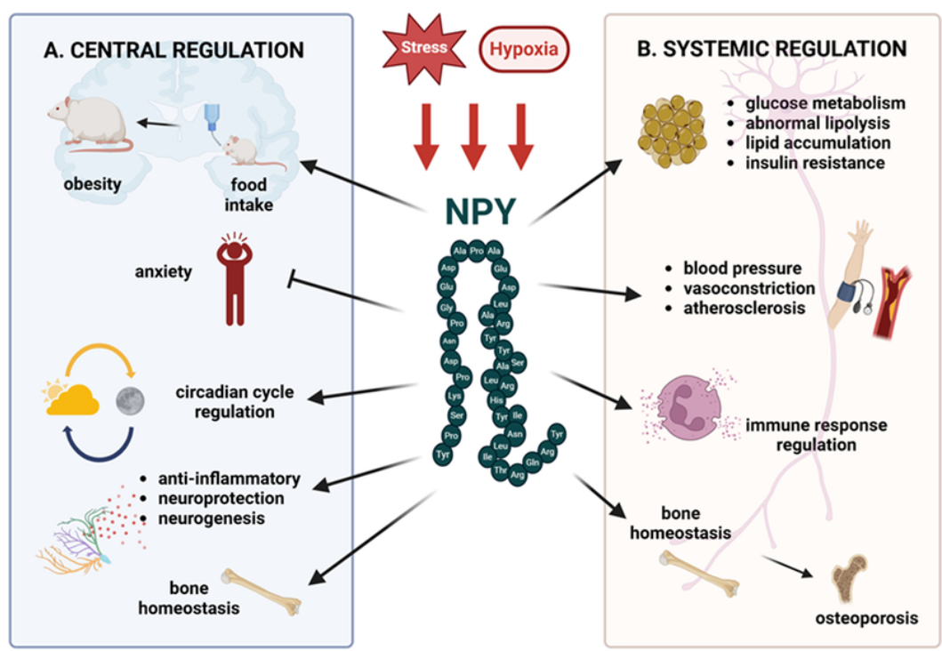 NPY2R細胞篩選模型