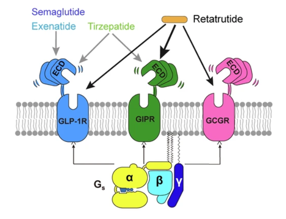 GLP-1R、GCGR、GIPR多靶點(diǎn)激動(dòng)劑與代謝疾病